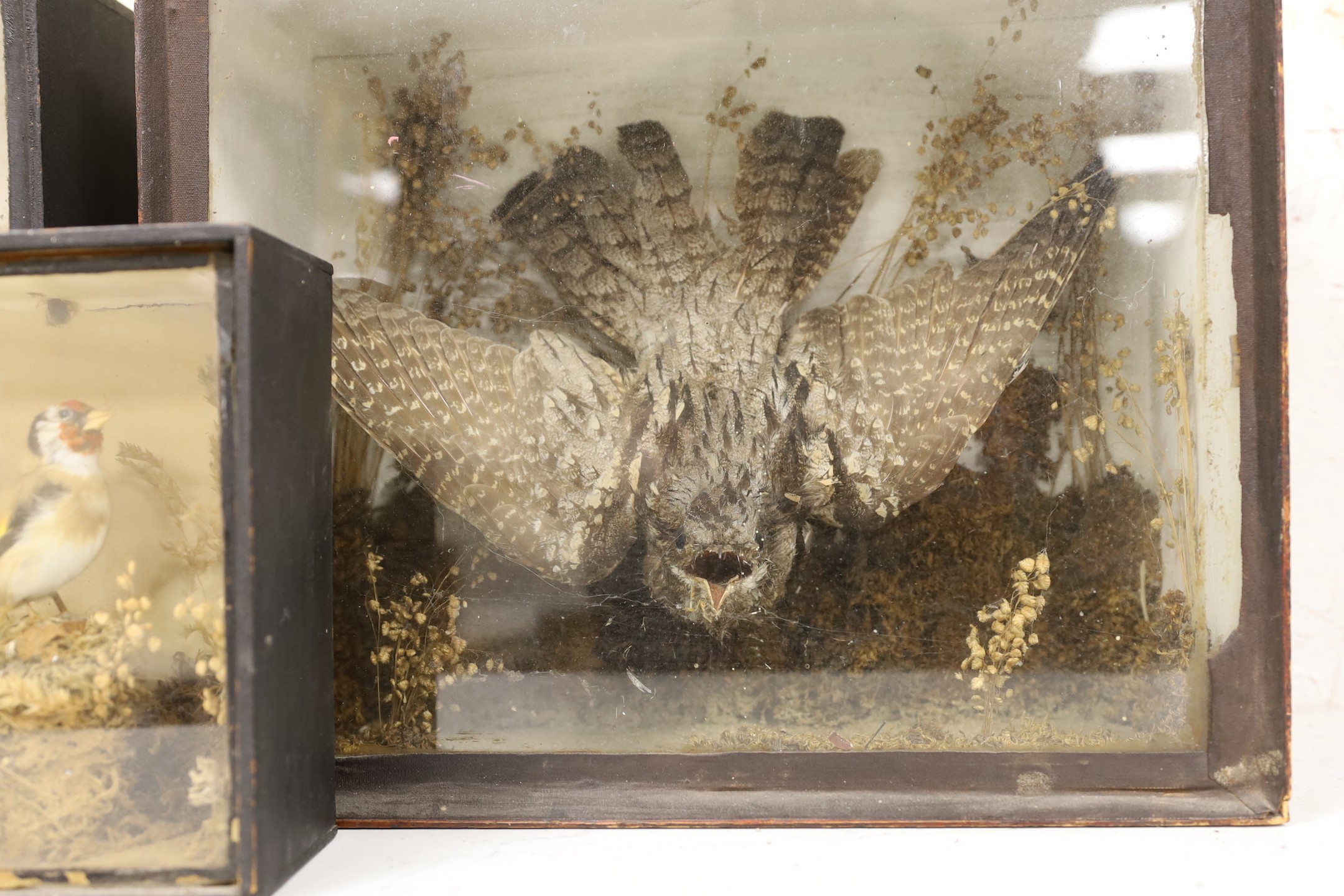 Four Edwardian taxidermy cases containing: a Nightjar, Jay, Kingfisher and Bullfinch (4), largest 39cms wide x 32cms high